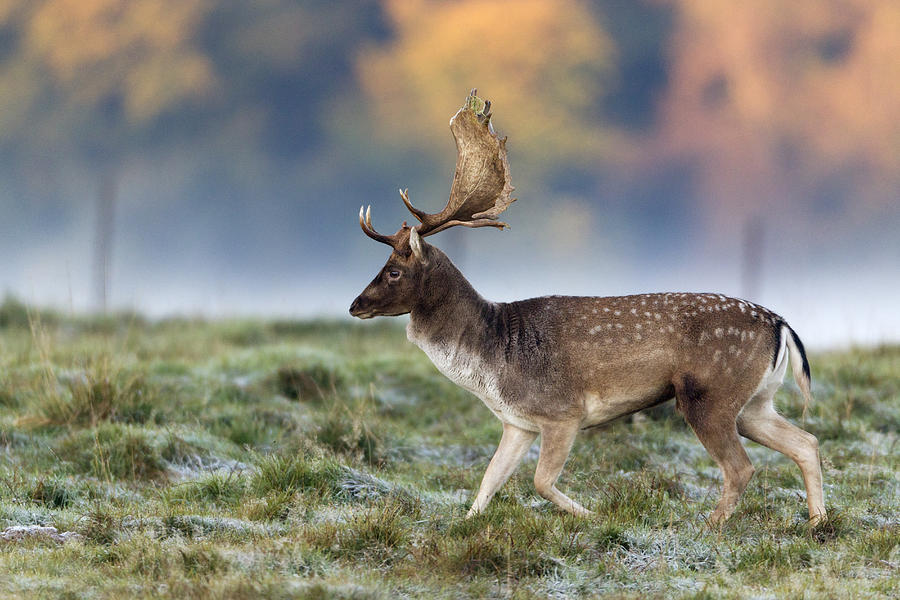 Fallow Deer Buck During The Rut #1 Photograph by Duncan Usher