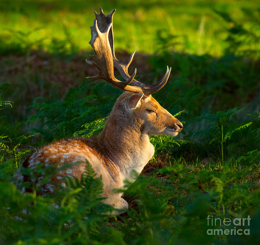 Fallow deer buck #2 Photograph by Louise Heusinkveld