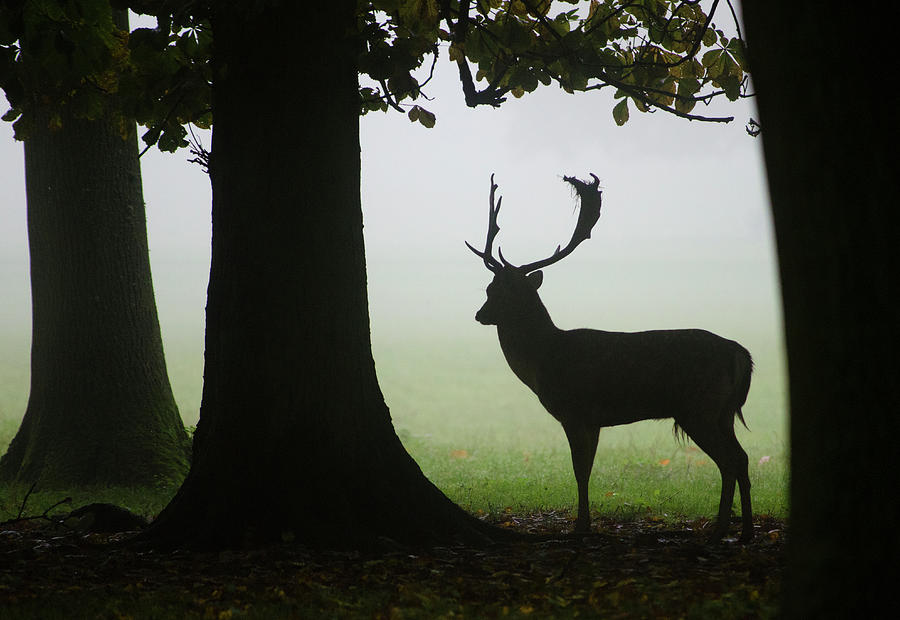 Fallow Deer Buck #1 Photograph by Nigel Downer