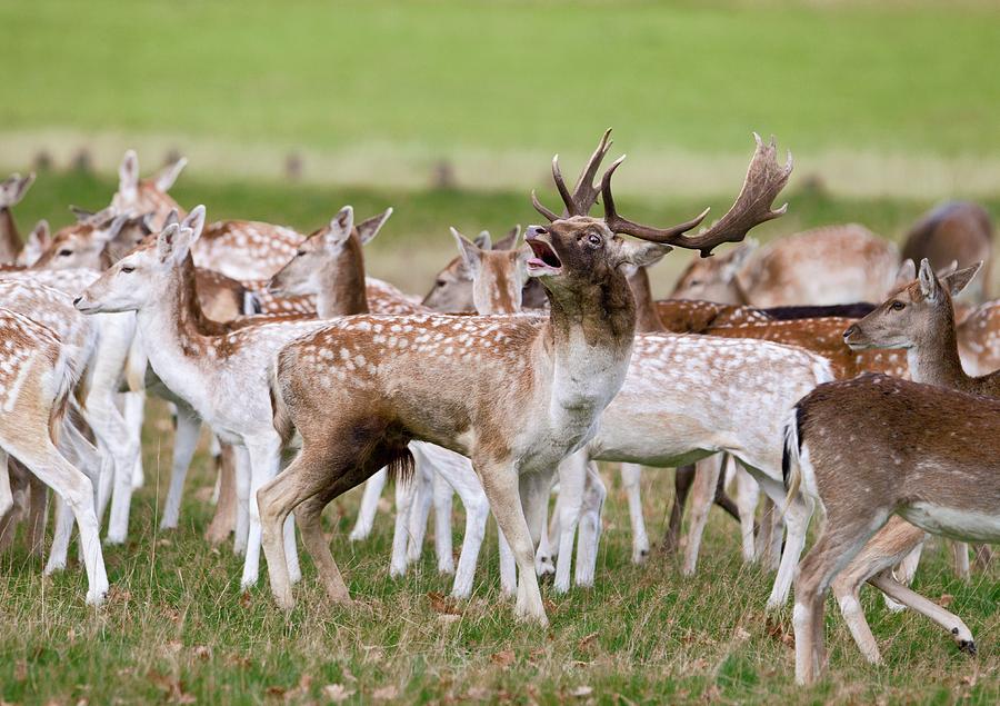 Fallow Deer Photograph by John Devries/science Photo Library - Fine Art ...