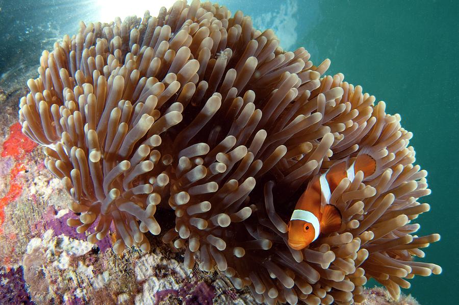 False Clown Anemonefish #1 Photograph by Scubazoo/science Photo Library