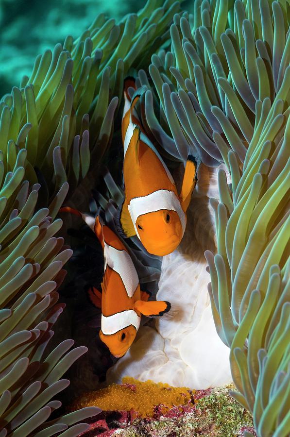 Wildlife Photograph - False Clownfish Spawning #1 by Georgette Douwma