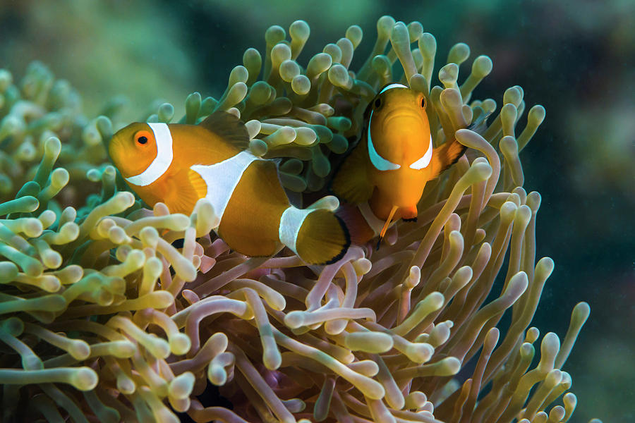 False Clownfish Stay Close Photograph by Jennifor Idol - Fine Art America