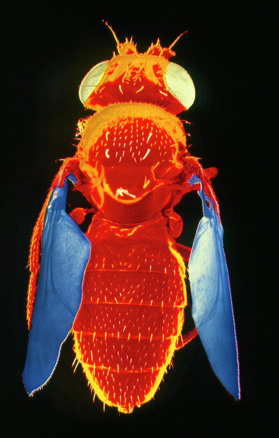 Wildlife Photograph - False-col Sem Of Fruit Fly #1 by Dr Jeremy Burgess/science Photo Library