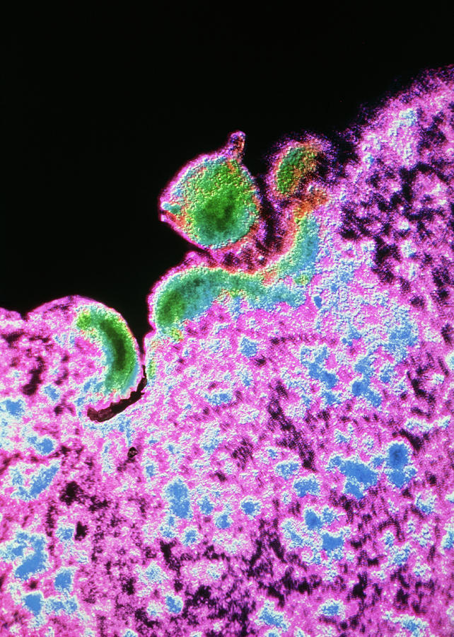 False-col Tem Of Aids Virus Budding From T-cell #1 Photograph by Cnri/science Photo Library