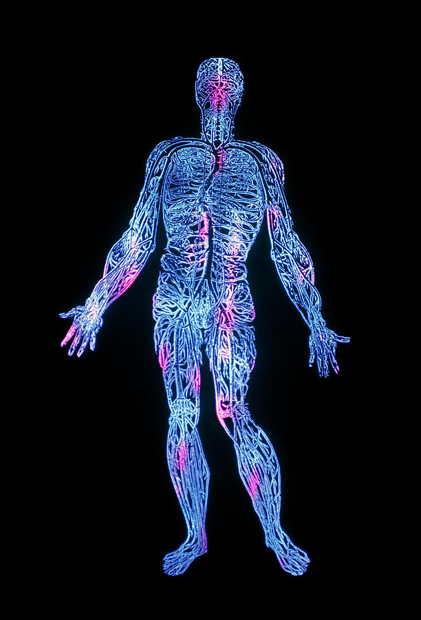 Venous System Photograph - False-colour Engraving Of The Venous System #1 by Mehau Kulyk/science Photo Library