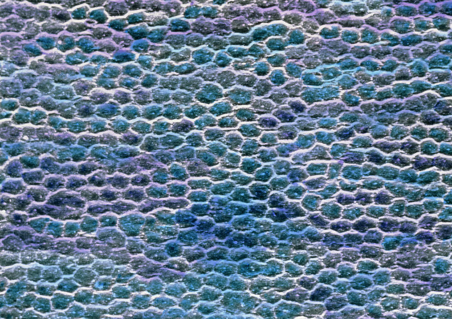 False-colour Sem Of The Cell Surface Of The Cornea #1 Photograph by Prof. P. Motta/dept. Of Anatomy/university \la Sapienza\, Rome/science Photo Library