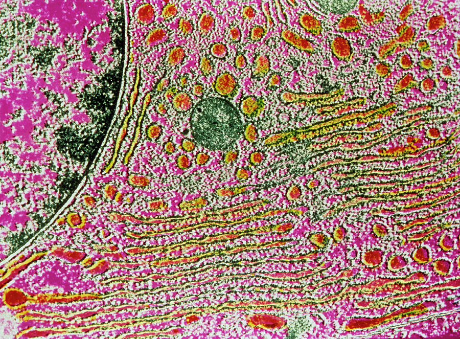 endoplasmic reticulum micrograph