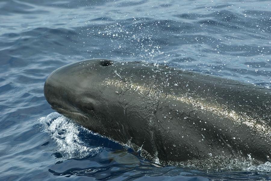 False Killer Whale #1 Photograph by Christopher Swann/science Photo Library