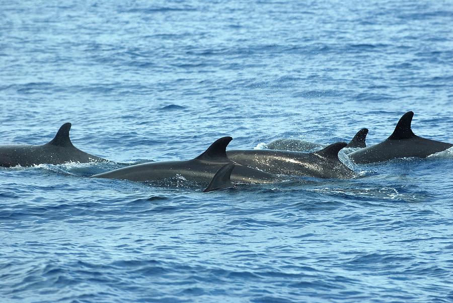 False Killer Whales #1 Photograph by Christopher Swann/science Photo Library