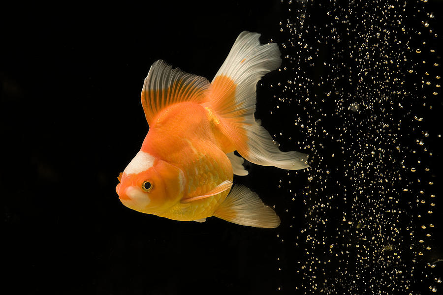 Fancy Goldfish #1 Photograph by Jean-Michel Labat