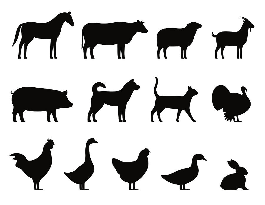 Farm animals black icons set, Livestock, vector illustration #1 Drawing by Hakule