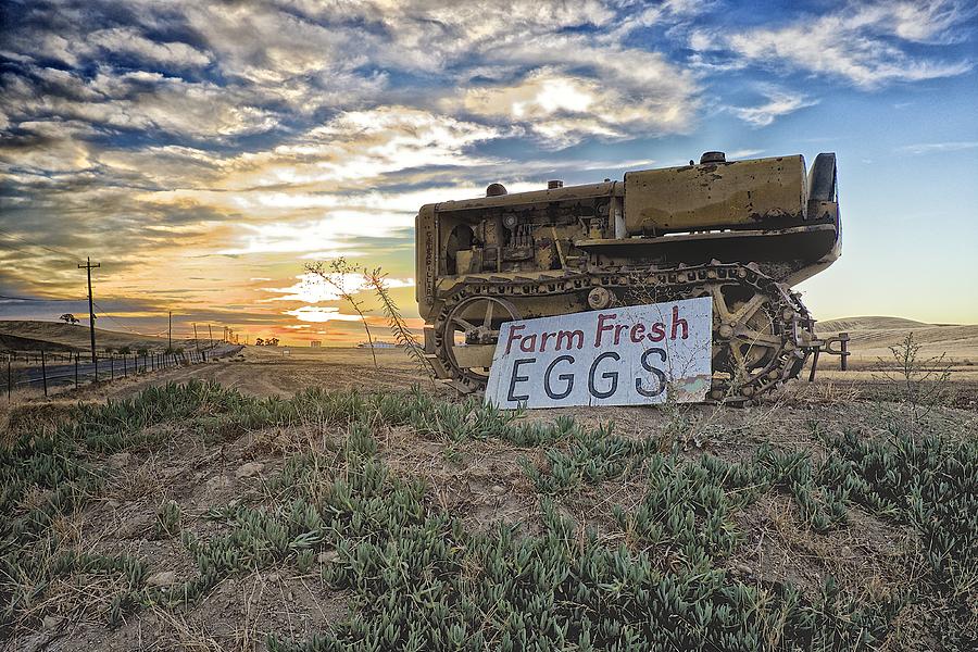 Farm Fresh Eggs #2 Photograph by Robin Mayoff