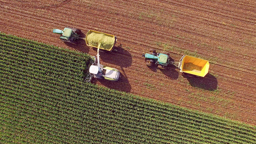 Farm machines harvesting corn for feed or ethanol #1 Photograph by JamesBrey