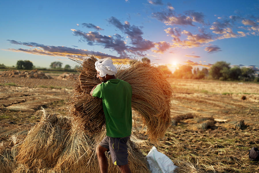 Farmer carrying rice paddy bundle for harvesting #1 Photograph by Pixelfusion3d