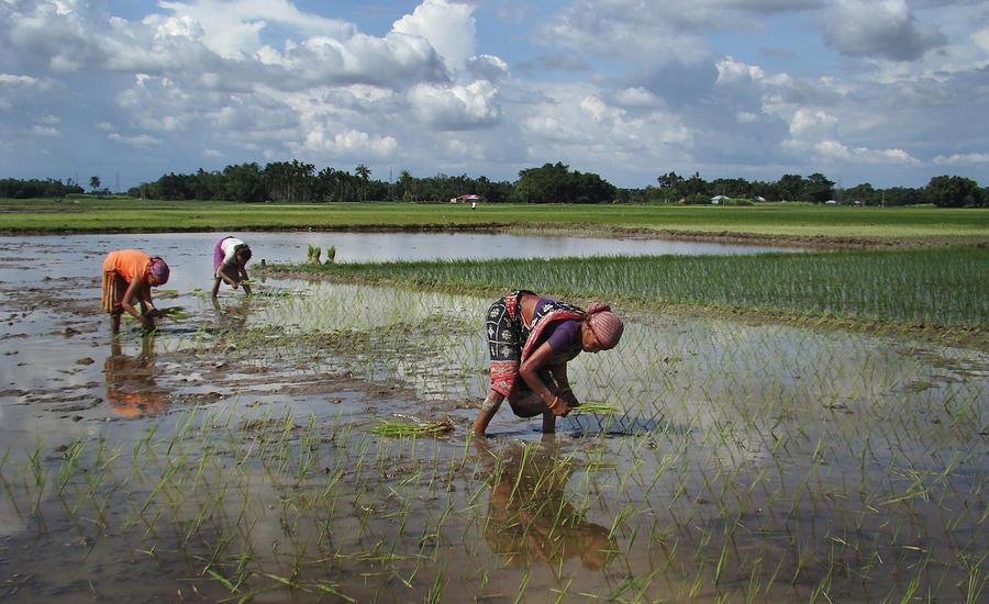 Farmer-family Photograph by Shoubhik Ghosh - Fine Art America