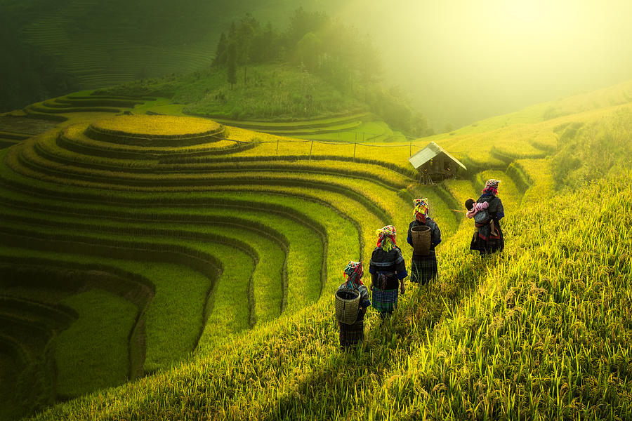 Farmers walking on rice fields terraced #1 Photograph by Wiratgasem