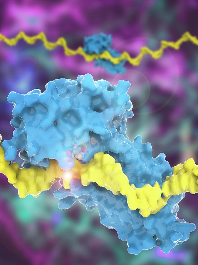 Fat Mass And Obesity-associated Protein Photograph by Ramon Andrade ...