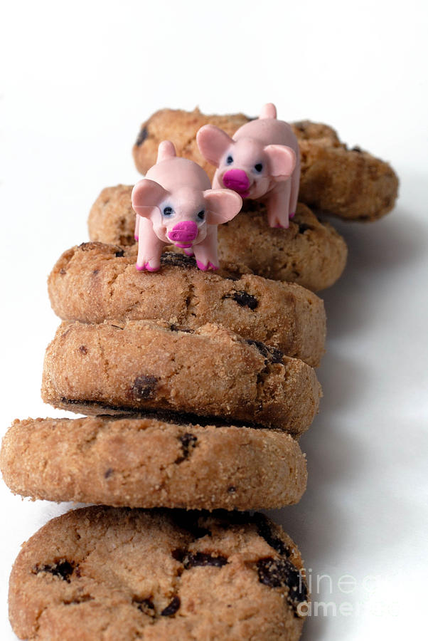 Cookie Photograph - Fat Pigs 2 #1 by Amy Cicconi