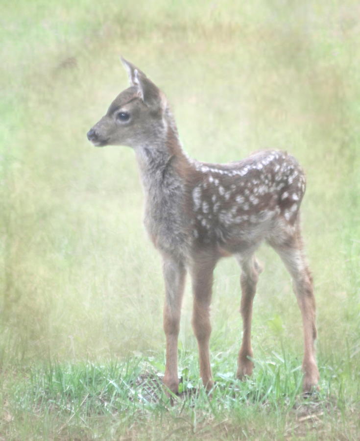 Fawn #1 Photograph by Angie Vogel