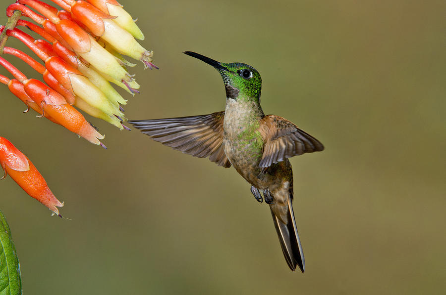 Fawn-breasted Brilliant Hummingbird #1 Photograph by Anthony Mercieca