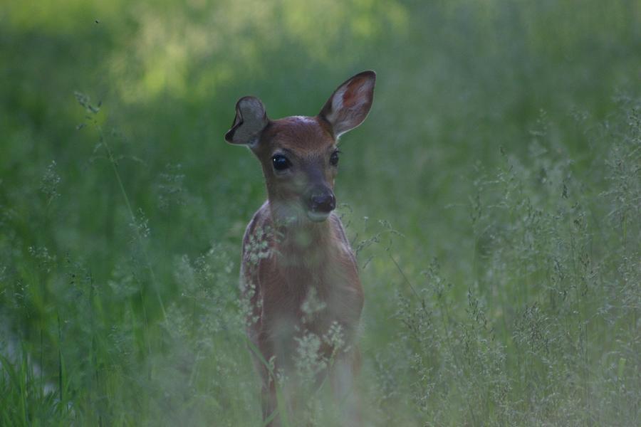 Fawn in Weeds #1 Photograph by John Dart