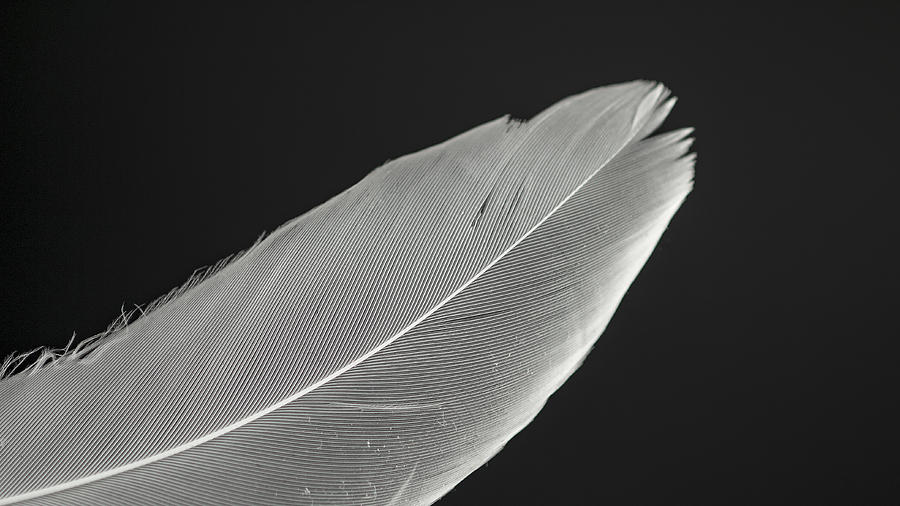 Black And White Photograph - Feather #1 by Chris Dzierzewski
