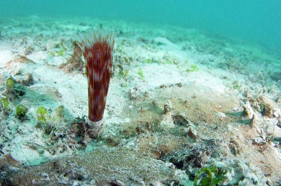 Feather Duster Worm #1 Photograph by Scubazoo/science Photo Library
