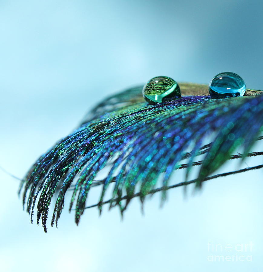 Feather Jewels #1 Photograph by Krissy Katsimbras