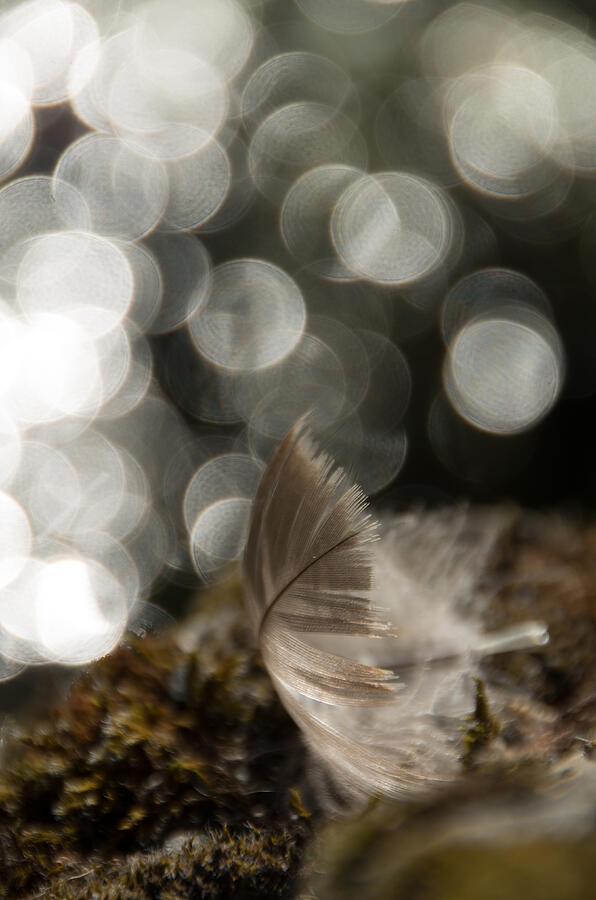 Feather Light Photograph by Marilyn Wilson