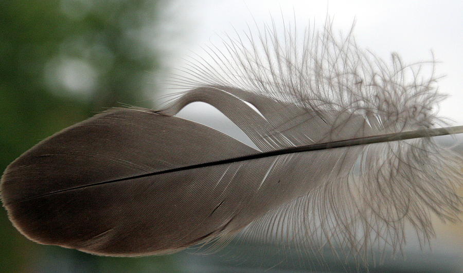 Feather #1 Photograph by Valerie Collins