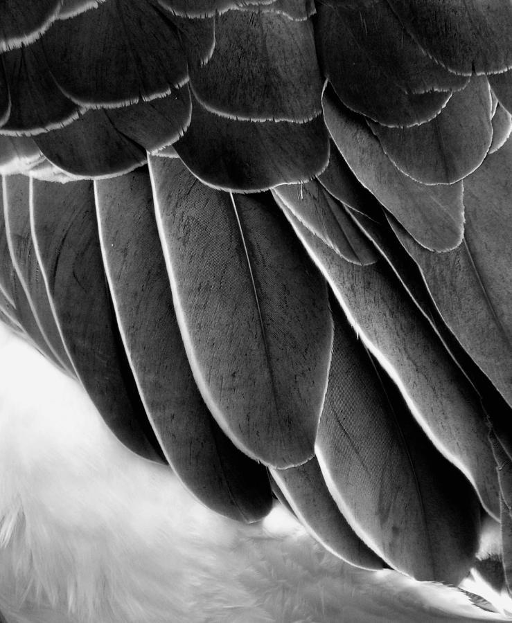 Feathers 2 #2 Photograph by Newel Hunter