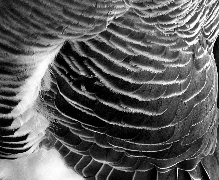 Feathers 3 #2 Photograph by Newel Hunter