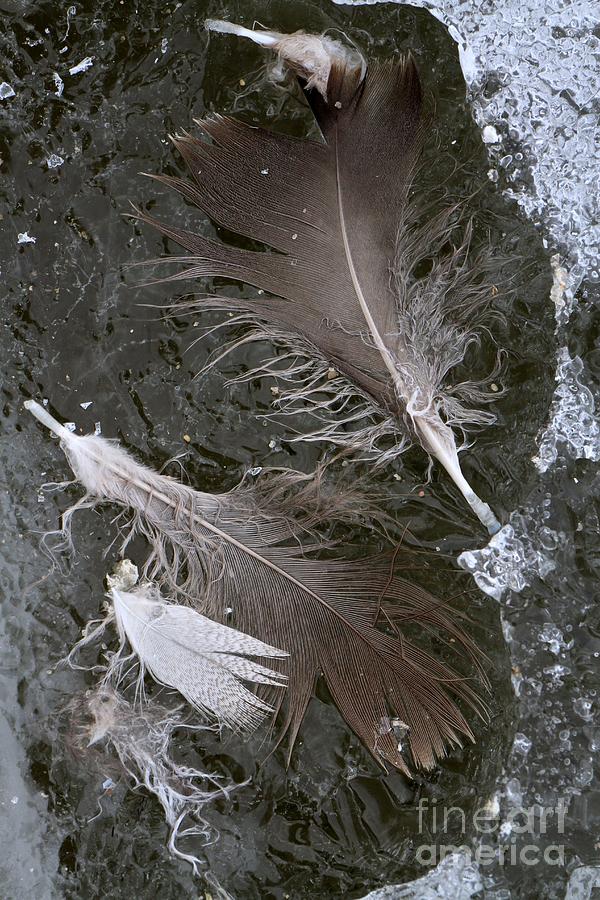 Feathers and Ice #2 Photograph by Rick Rauzi