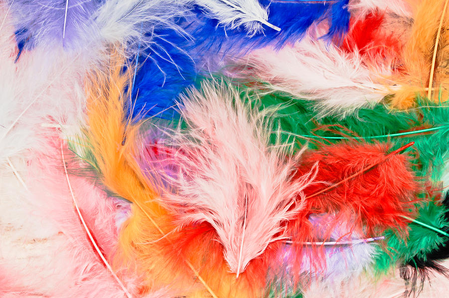 Abstract Photograph - Feathers #1 by Tom Gowanlock