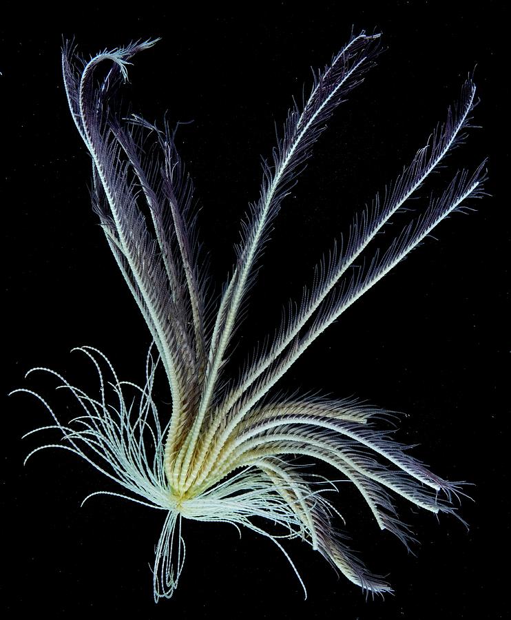 featherstar-photograph-by-british-antarctic-survey-science-photo