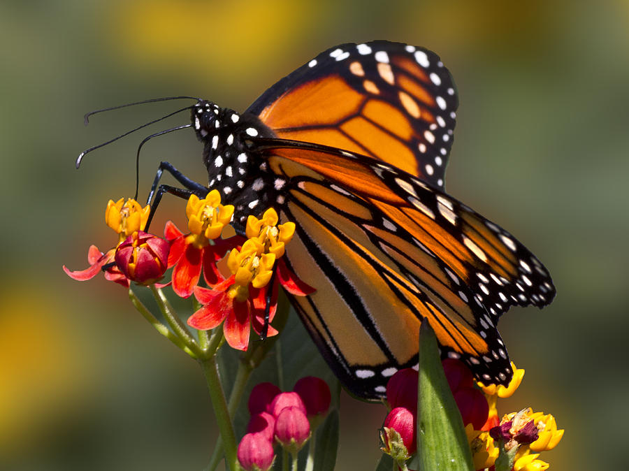 Feeding Monarch Photograph by Lowell Monke