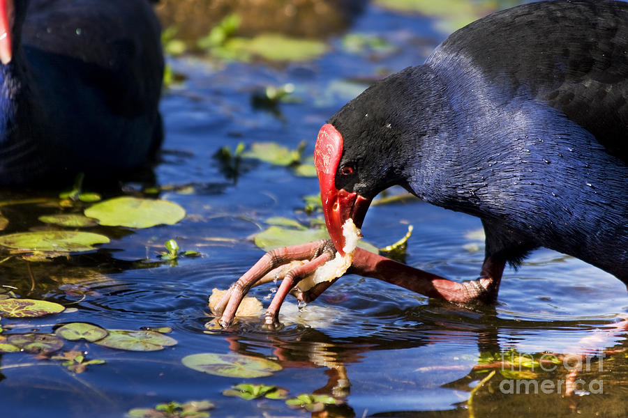 Feeding Red Billed Coot Bird Photograph by Jorgo Photography