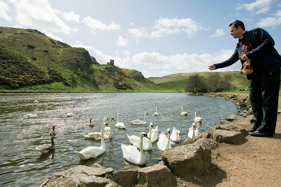 Feeding Swans #1 Photograph by Gustoimages/science Photo Library