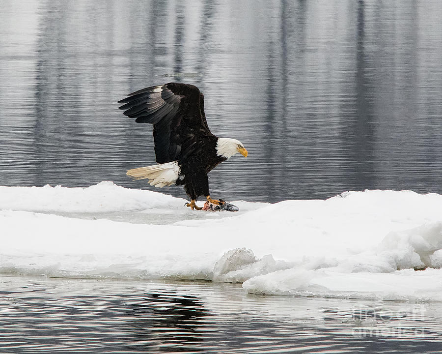 Eagle Photograph - Feeding time #1 by Rick Kuperberg Sr