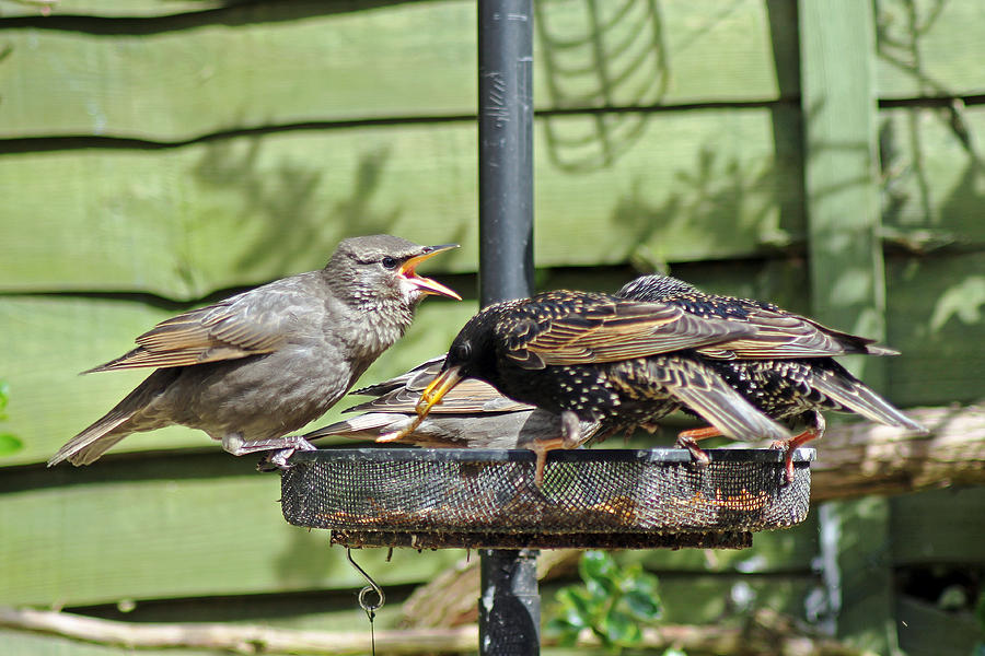 Nature Photograph - Feeding Time #1 by Tony Murtagh