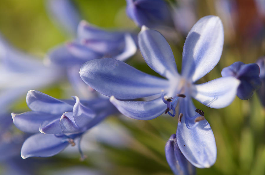 Flower Photograph - Feeling Blue #3 by Miguel Winterpacht