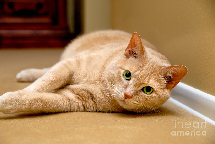 Cat Photograph - Feline Portrait #1 by Amy Cicconi