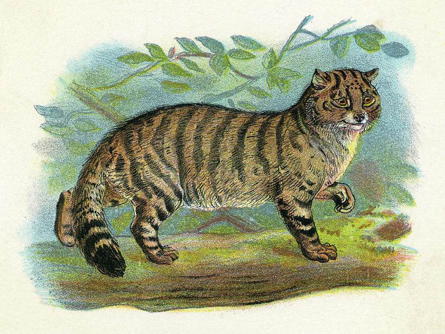 Кавказская лесная кошка рисунок