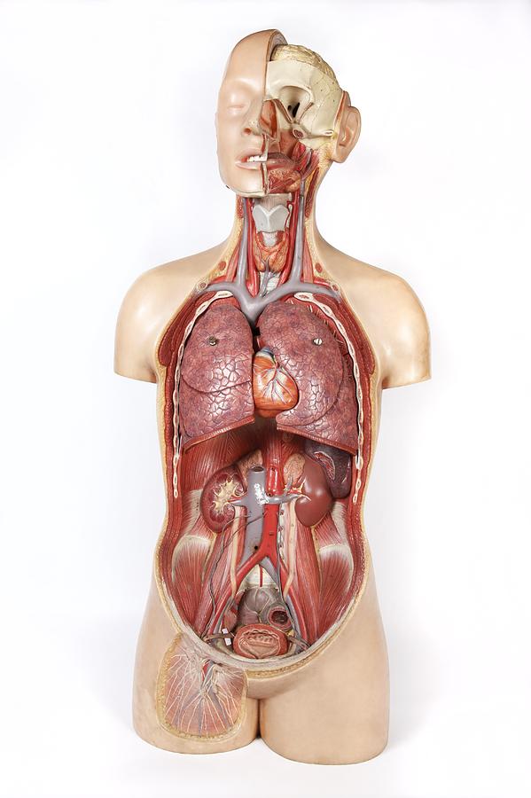 Female anatomy, historical model #1 by Science Photo Library