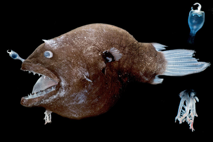 Female Anglerfish Linophryne Sp Photograph by Danté Fenolio - Pixels