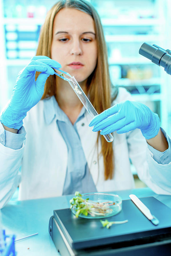 Female Biologist Testing Plants In Lab #1 Photograph by Wladimir Bulgar/science Photo Library