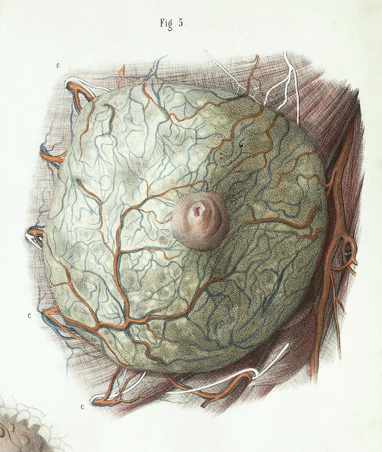 Female Breast Anatomy #1 by Science Photo Library
