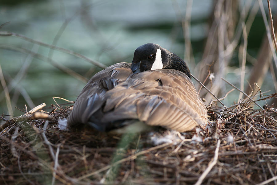 Female Canadian Goose Nesting #2 Photograph by John Magyar Photography