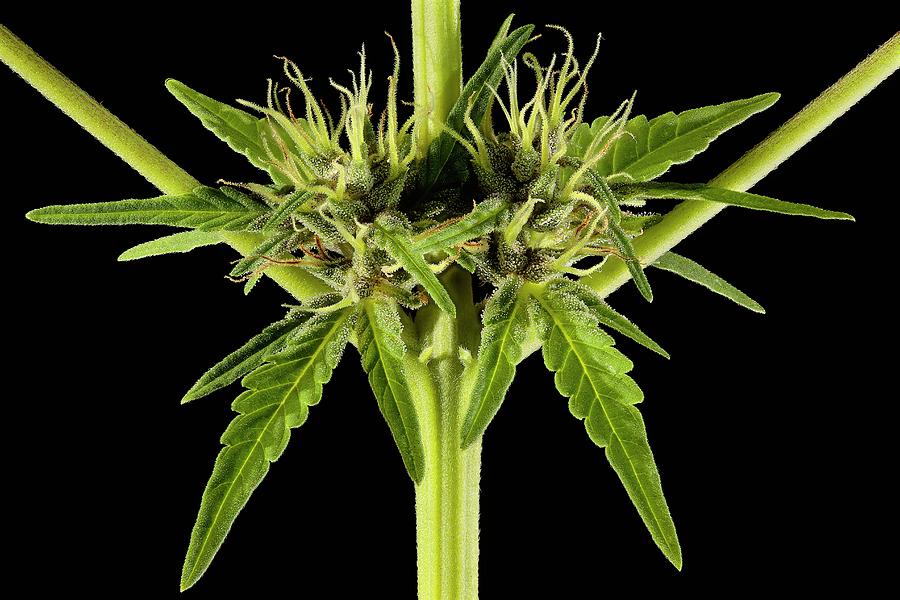 Flower Photograph - Female Cannabis Sativa Plant #1 by Antonio Romero/science Photo Library